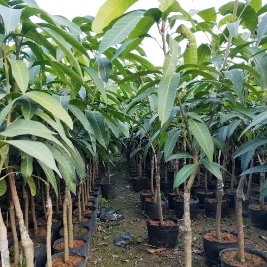 灵山县台农一号芒果苗 芒果苗金煌台农桂七四季芒红贵妃凯特澳芒嫁接芒