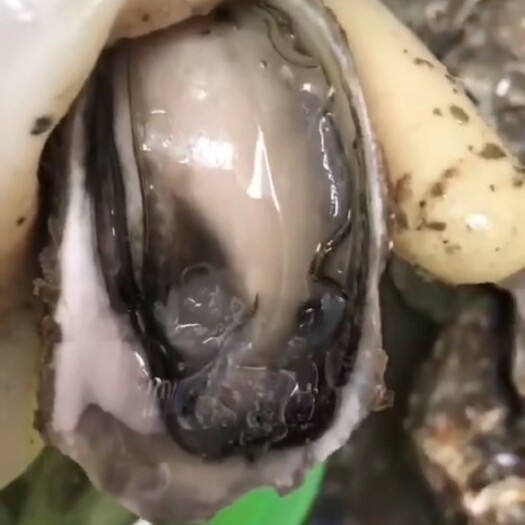 饶平县汫洲生蚝  广东生蚝鲜活汫洲蚝肉烧烤蚝特大牡蛎高压锅蚝头汫洲珍珠蚝头蚝肉