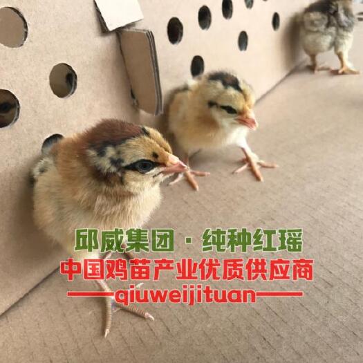 贵阳红瑶鸡苗  红瑶鸡 包苗包邮包路损