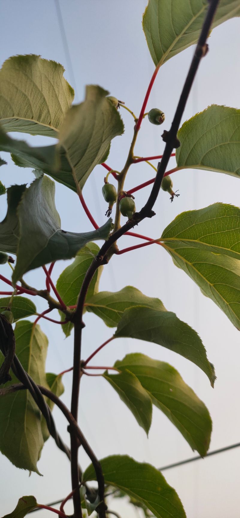 適合南方種植的軟棗獼猴桃 軟棗苗 湖南軟棗獼猴桃苗