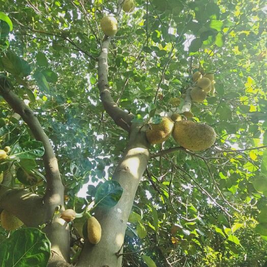东莞市 菠萝蜜