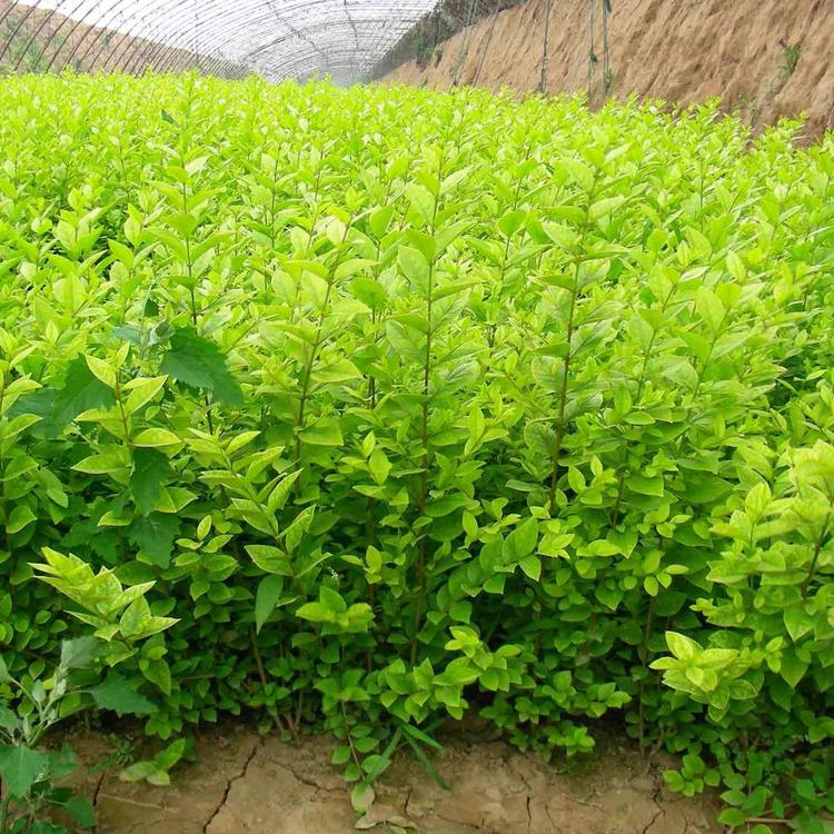 金叶女贞球金叶女贞苗绿化苗工程苗绿篱彩色花园植物