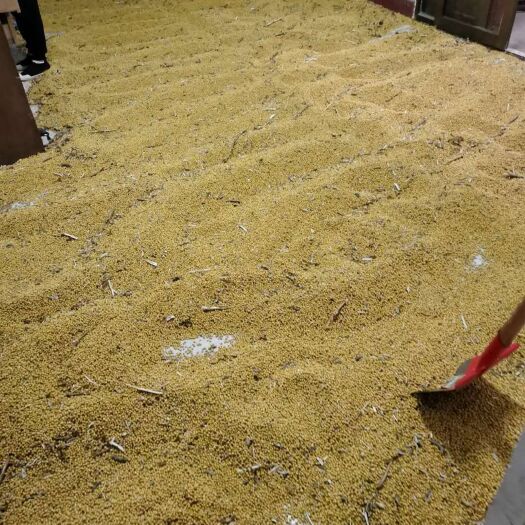 义马市千斤大豆  高产黄豆