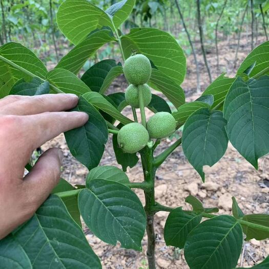 平邑县 香玲核桃苗薄皮核桃苗，当年种植当年结果，基地直销，保证成活率