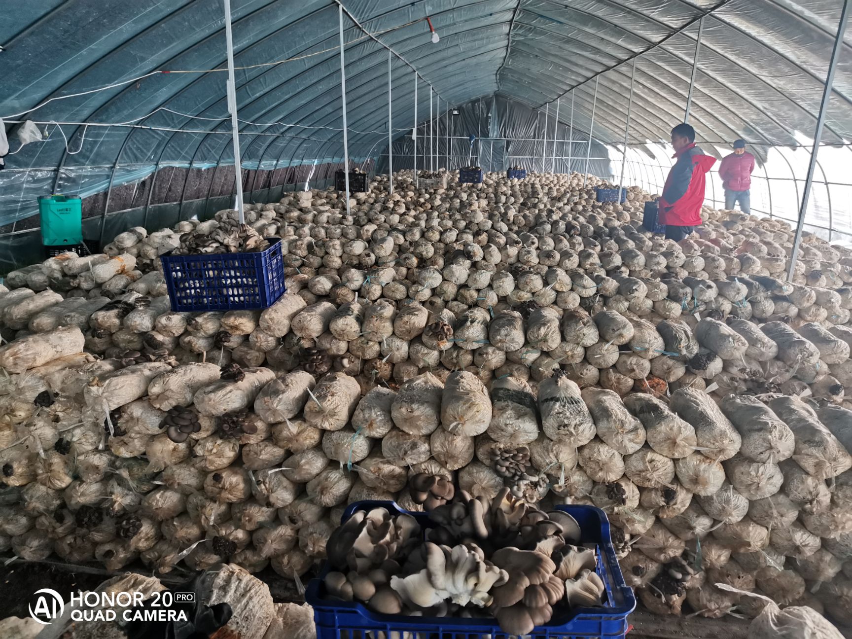  食用菌鲜平菇袖珍菇，自种自销