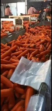 通许县胡萝卜  河南开封通许红萝卜现在已经大量上市了欢迎新老客户前来实地考察