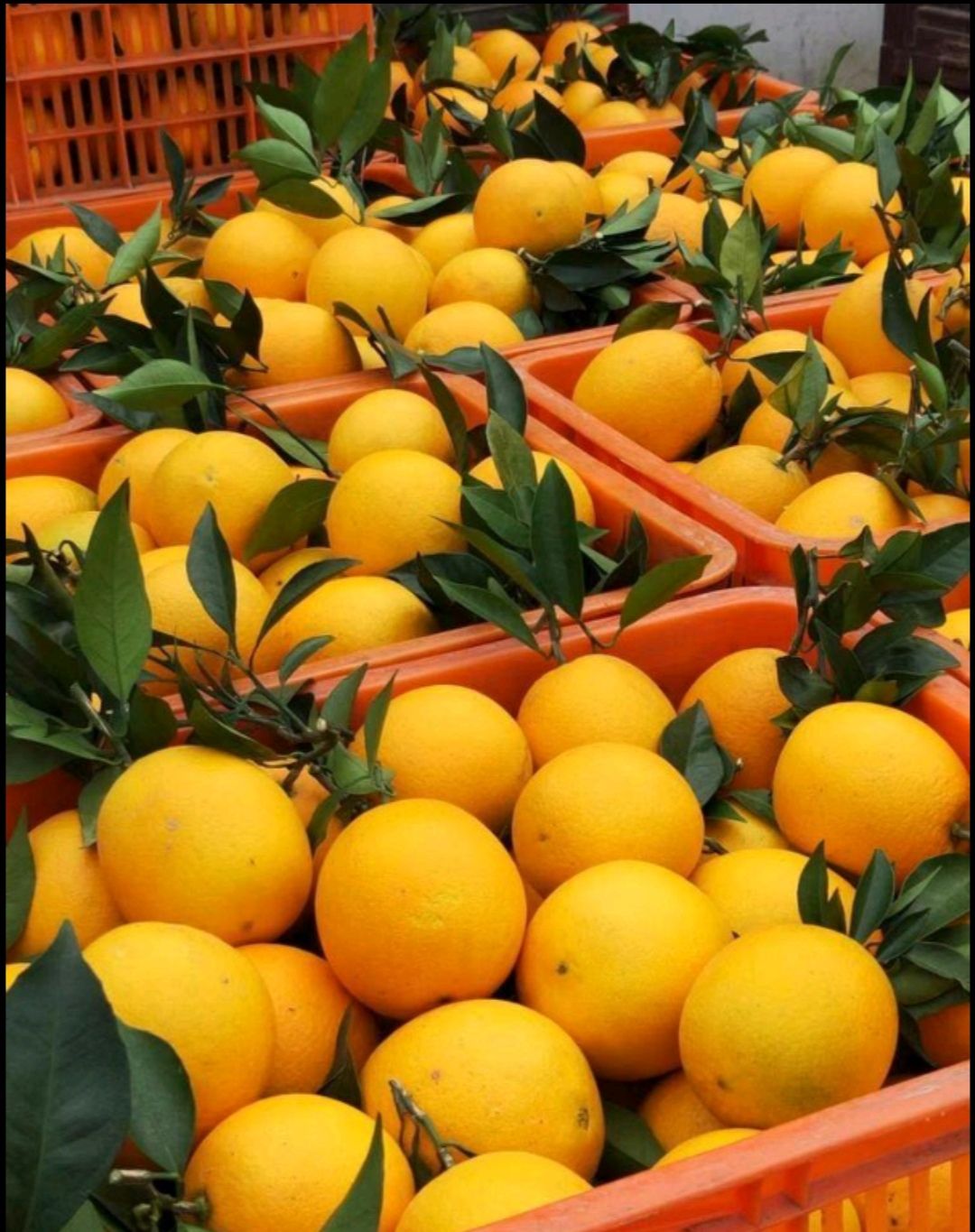 秭归脐橙  果园现摘直供，无打蜡无催红，品优价廉，优价批发