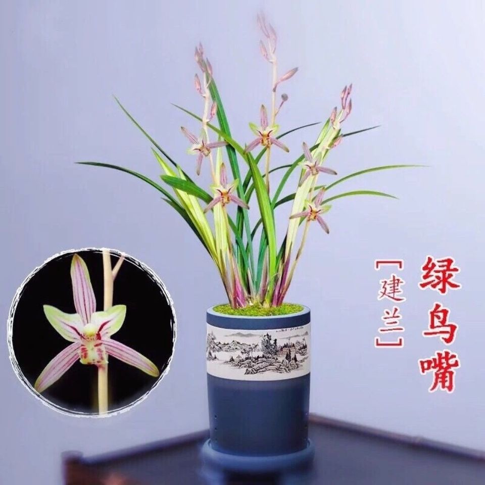 特爆款!建蘭綠鳥嘴 蘭花 蘭花苗 花卉綠植室內植物蘭花盆景 0..