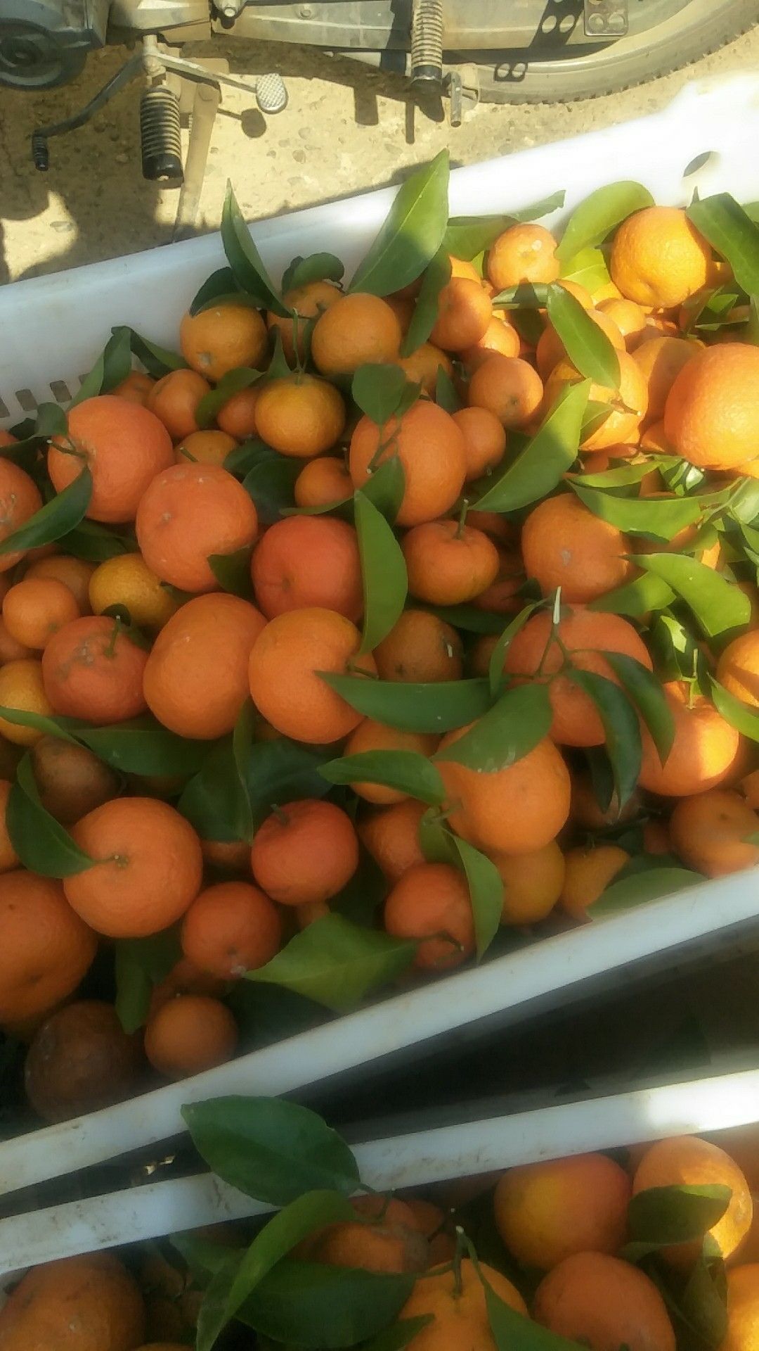 广西荔浦沙糖桔