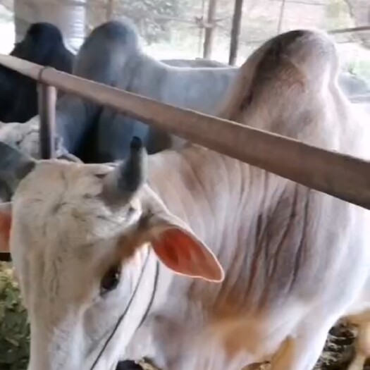 耿马县肉牛出栏  公牛  肥牛