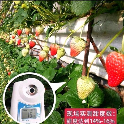 东港市红颜草莓  丹东马家岗红颜九九草莓，甜度高不空心口感好，三斤包邮