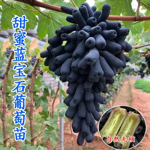 平邑县 蓝宝石葡萄苗嫁接苗当年结果苗