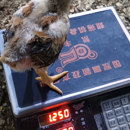 保山K9鸡苗  K901地脱温鸡苗！抵抗力强！