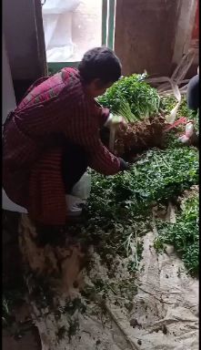 精品铁杆青香菜