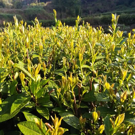 寿宁县正山小种 金牡丹 乌龙红茶 牡丹花香水蜜桃香味