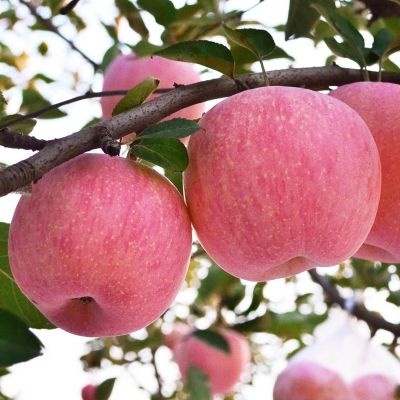 平邑县黑钻苹果树苗 苹果树嫁接苗一年的还有成品苗嫁接的