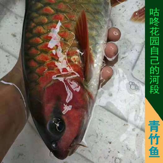 河池淡水青鱼  青竹鱼 青竹鲤  竹鱼 红竹鱼 水仙子红吉罗鱼 淡水鱼大鱼