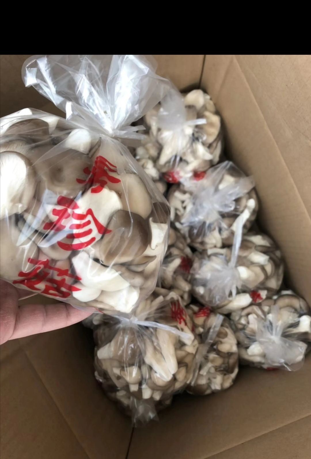  食用菌鲜平菇袖珍菇，自种自销