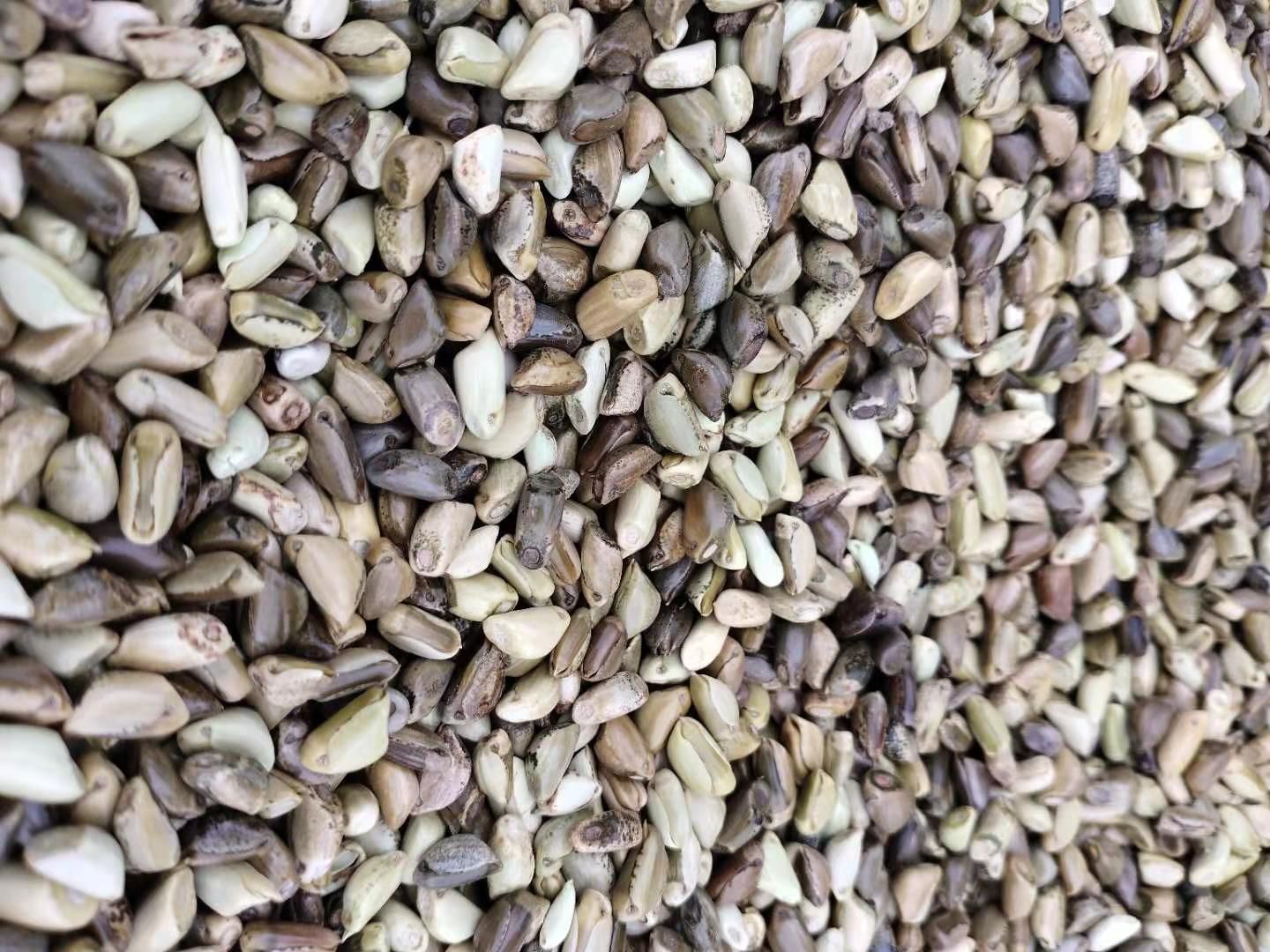 墨西哥玉米草种子