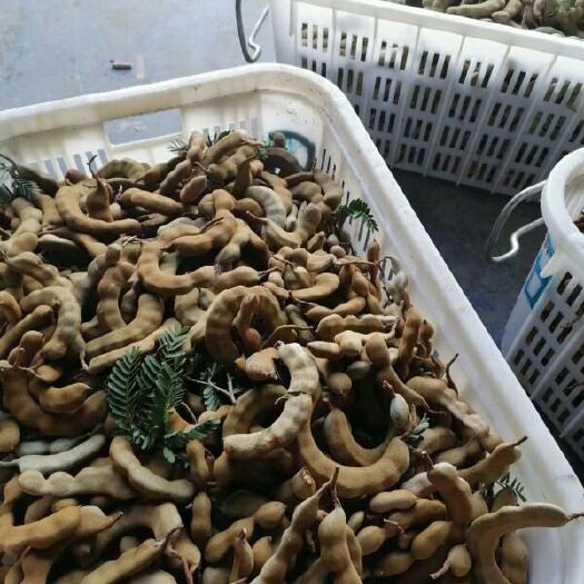元谋县甜角 酸角鲜酸角有货源哦