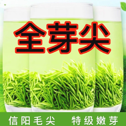 毛尖茶  信阳毛尖绿茶2025新茶叶明前浓香耐泡毛尖春茶