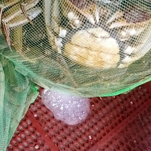泗洪县大闸蟹 统货 2.0两以下