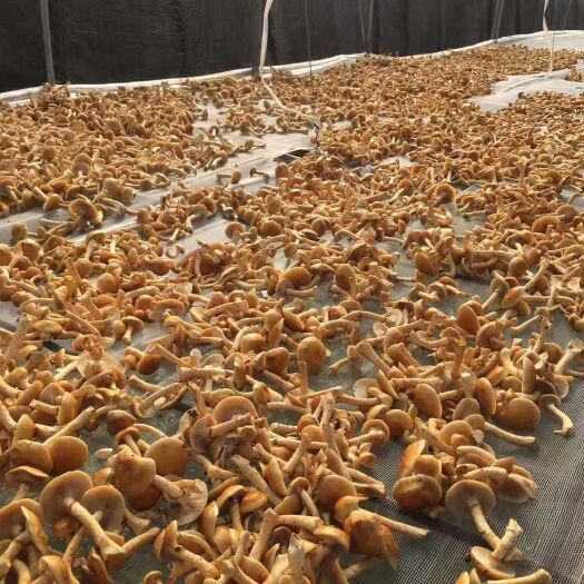 依兰县种植大棚  自家大棚种植滑子磨，营养健康，好吃不贵