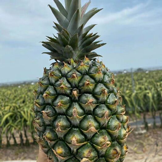 昌江县凤梨  手撕凤梨 金钻凤梨 甜蜜蜜凤梨  菠萝