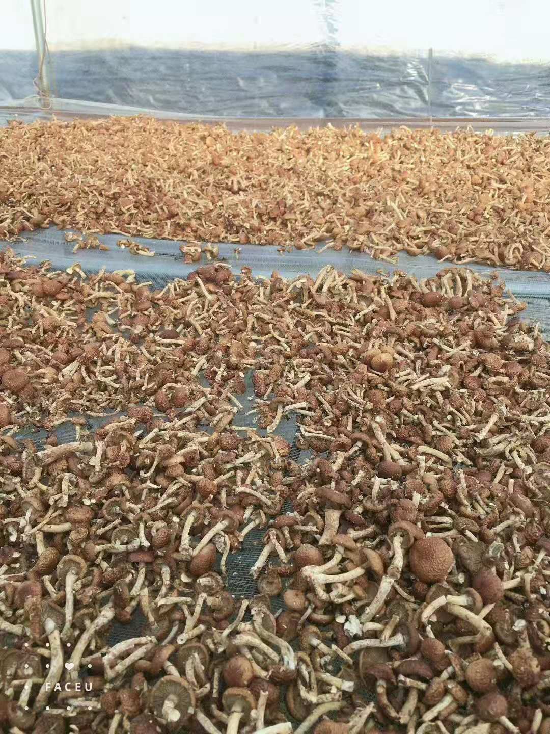 种植大棚  自家大棚种植滑子磨，营养健康，好吃不贵