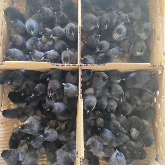 大方县黑鸡苗  快大型黑乌鸡