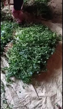 精品铁杆青香菜