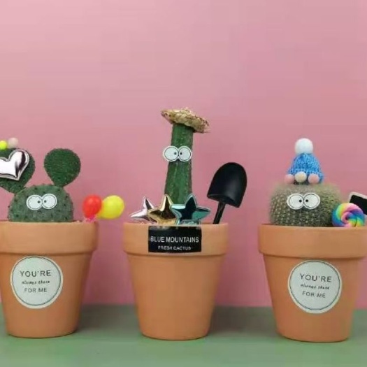 广州仙人掌盆栽精品组盆盆栽三款混装造型可爱龙神木红太古白雪光