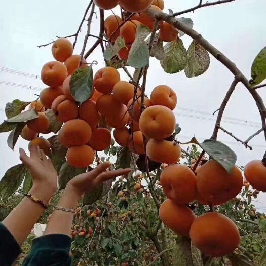 平乐县桂林柿饼  柿饼刚刚晒好，绿色食品纯手工自制，甜而不腻，60一95一件