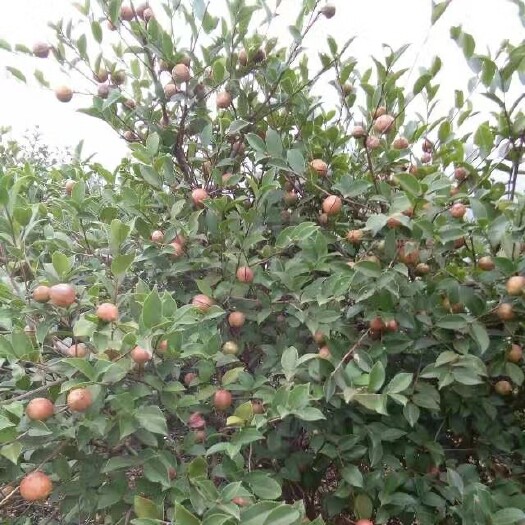 丰城市嫁接长林系列 赣无系列 高产油茶苗基地大果油茶苗批发