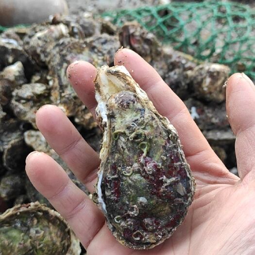 饶平县 牡蛎生蚝