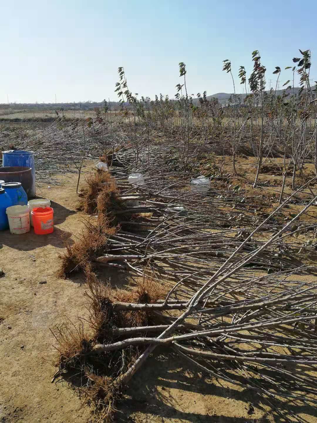 美早苗  矮化3—4公分大樱桃树苗，基地现挖现发，保品种纯度，可签合同