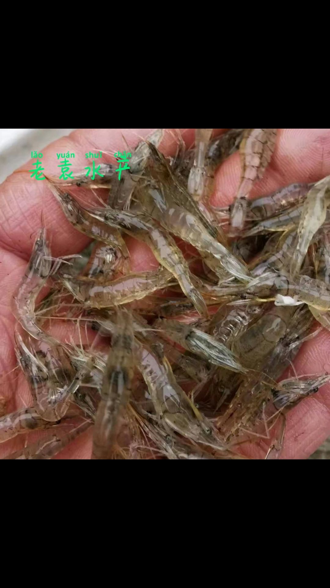 白米虾  米虾，透亮干净，物流直达包邮。