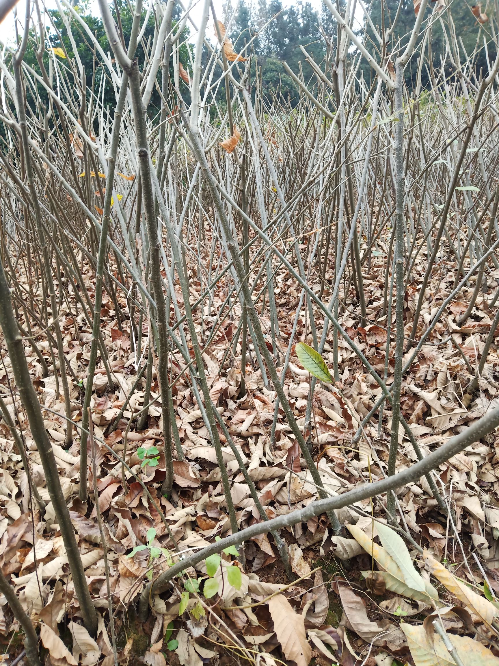 大红袍板栗苗  大红袍板粟苗一自产直销，价格优惠，粗壮无病，