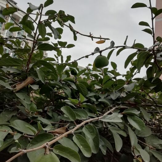 福州 薜荔果