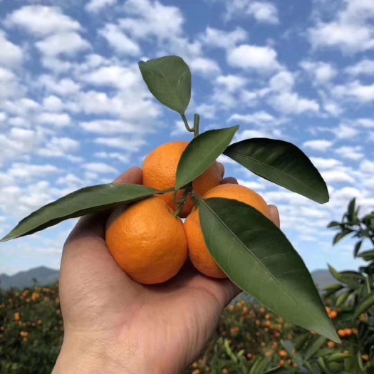 临海市涌泉蜜桔  涌泉高山蜜橘非黄岩蜜橘无核宫川蜜橘