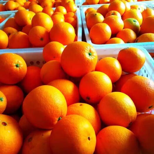 保靖县纽荷尔脐橙  湘西富硒脐橙口感甜了，大量走货中，每年的十一月