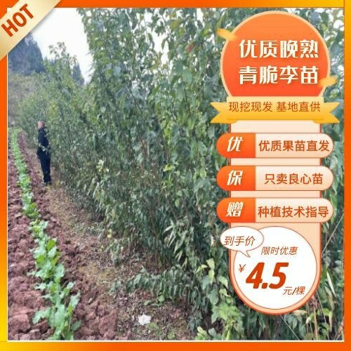 金堂县脆红李苗  青脆李子苗，蜂糖李，五月脆，脆红李等李子苗。