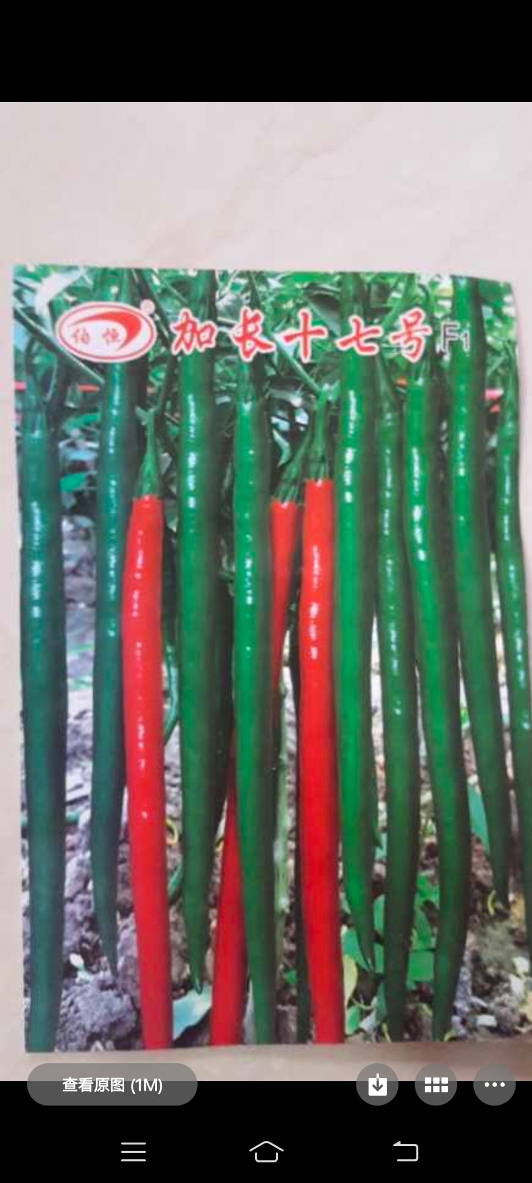 【精选苗】辣椒苗 3号线椒苗二荊条辣椒苗 青线椒黑皮线椒