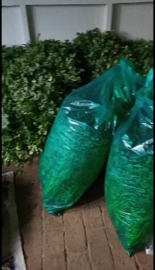 精品铁杆青香菜