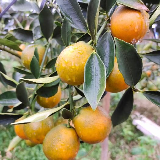 融安县脆蜜金桔  滑皮金桔