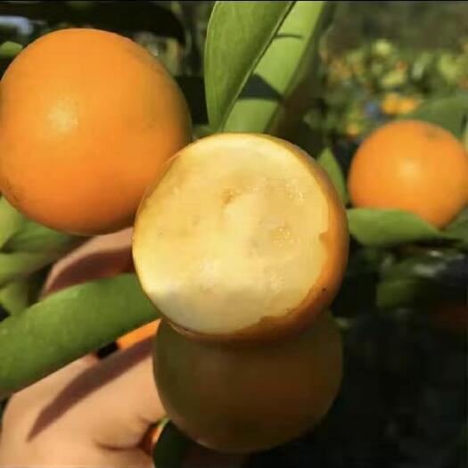 融安县 自家种的滑皮金桔，超级甜，没有酸味。不打蜡，不上色，自然成熟