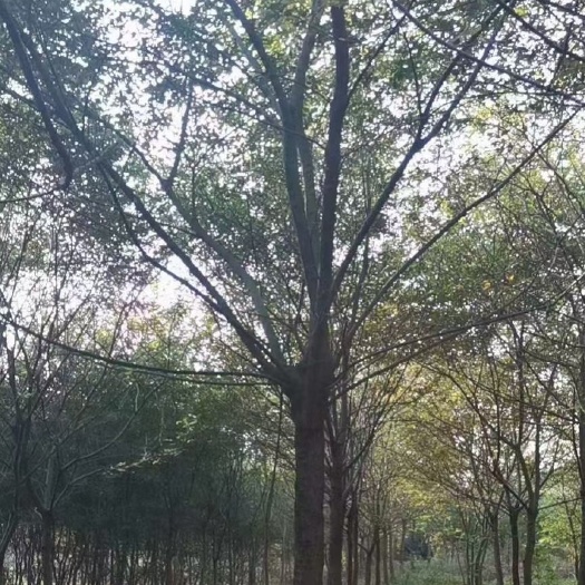 厚朴树  朴树规格齐全 大量供应