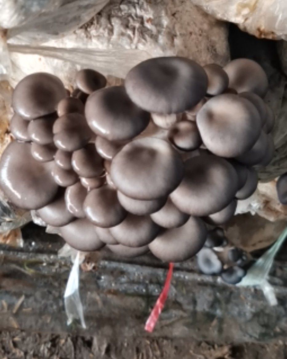  食用菌鲜平菇袖珍菇，自种自销