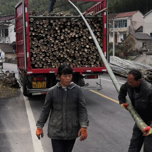 宜兴市毛竹  （楠竹）6-8寸统货 用于建筑 大棚等