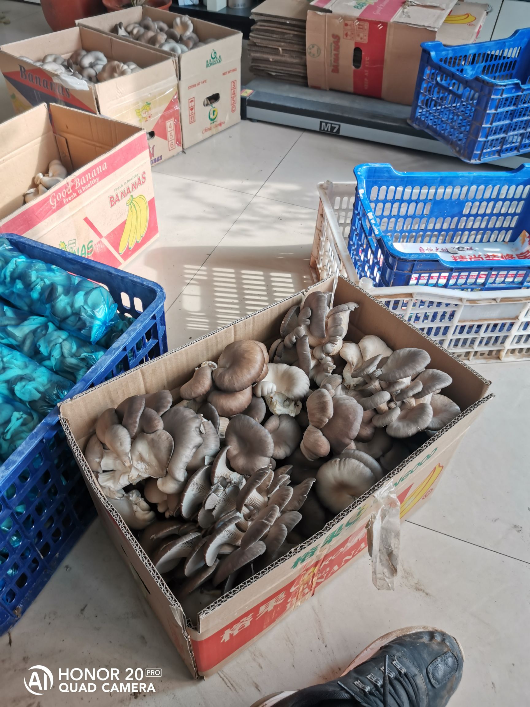  食用菌鲜平菇袖珍菇，自种自销